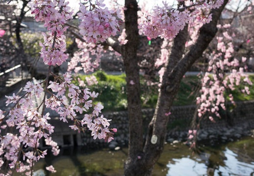201403281513-DSC04789R.jpg