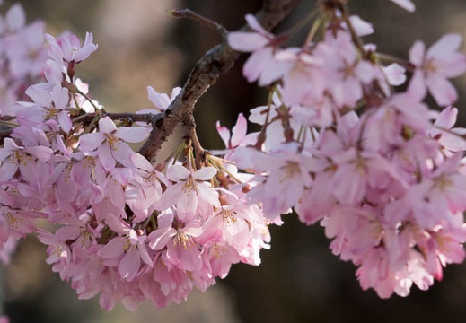 201403281513-DSC04791R.jpg