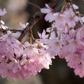 201403281513-DSC04791R.jpg