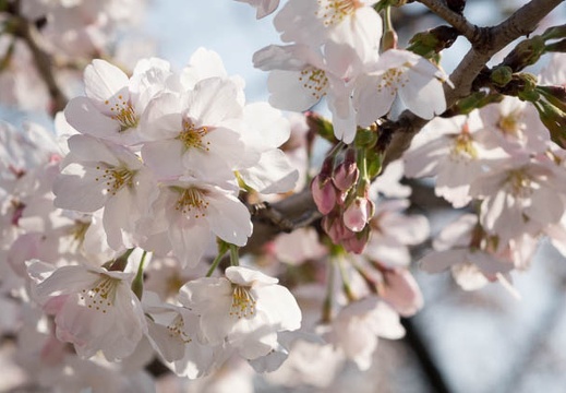 201403281536-DSC04828R.jpg