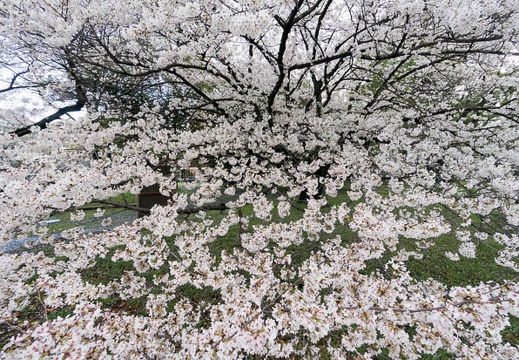 201403301519-DSC01588N.jpg