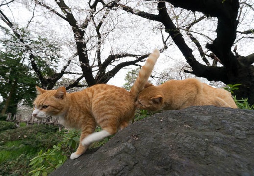 201403301540-DSC01658N.jpg