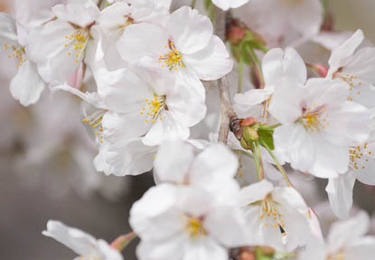 201403301556-DSC00991.jpg