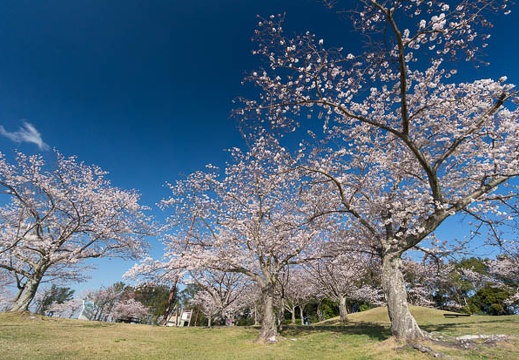 201403310743-DSC01876N.jpg