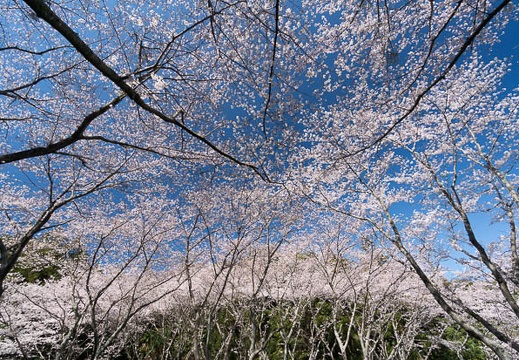 201403310927-DSC01969N.jpg