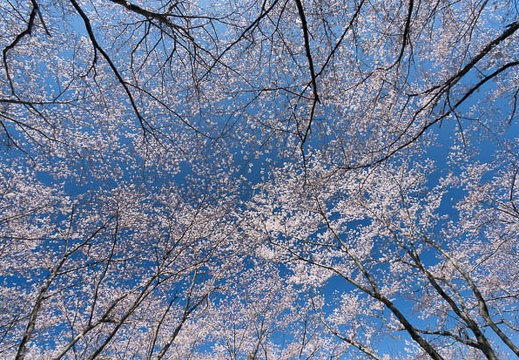 201403310927-DSC01971N.jpg