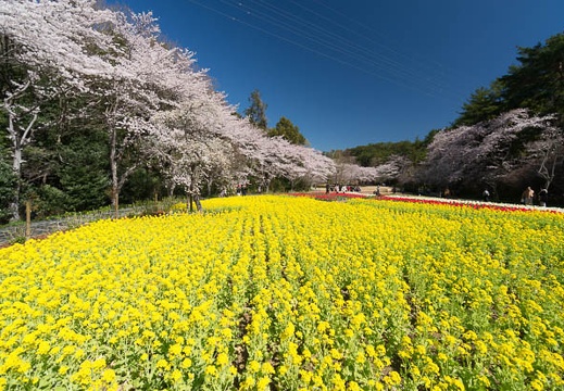 201403310941-DSC02014N.jpg
