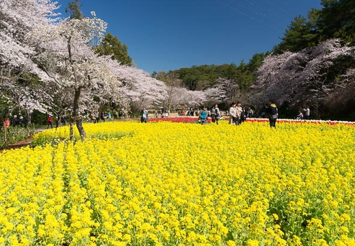 201403310952-DSC02032N.jpg