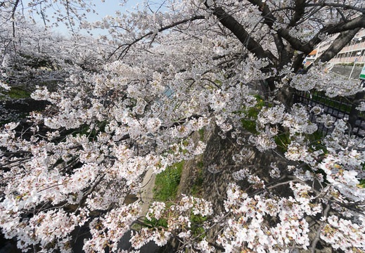 201404011410-DSC02438N.jpg