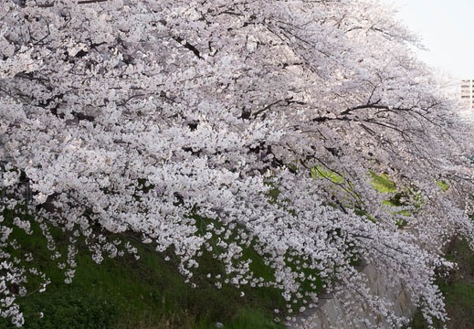 201404011435-DSC05135R.jpg