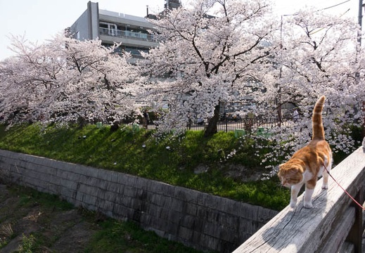 201404011456-DSC05203R.jpg