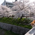 201404011456-DSC05203R.jpg