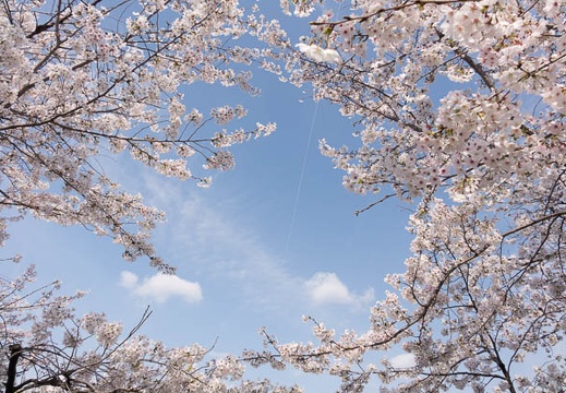 201404011500-DSC05217R.jpg