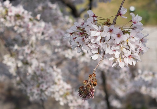 201404011503-DSC05225R.jpg