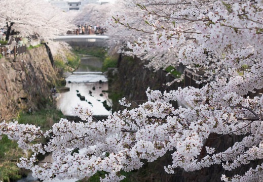 201404011518-DSC05272R.jpg