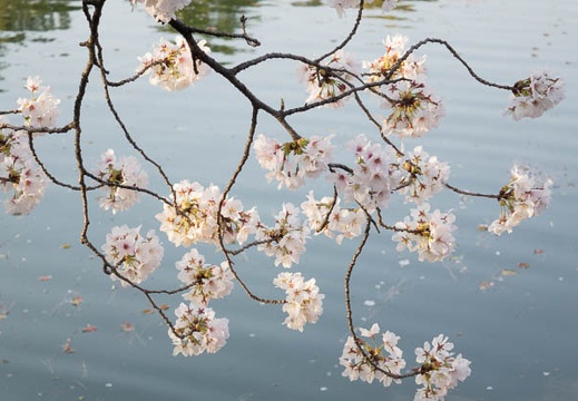 201404011647-DSC05386R.jpg