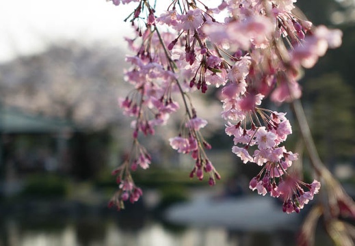 201404011703-DSC05419R.jpg