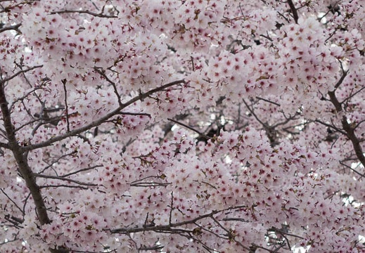 201404011717-DSC05457R.jpg