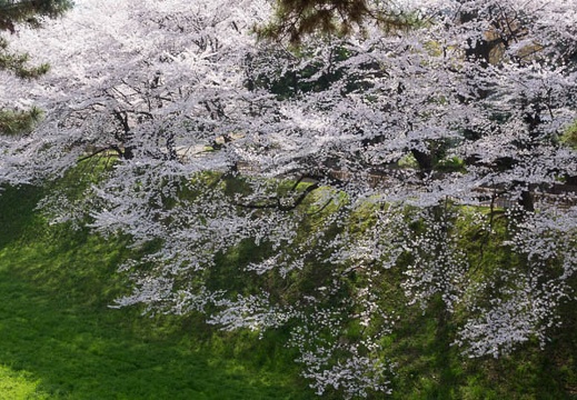 201404020953-DSC05591R.jpg