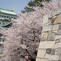 201404021009-DSC05650R.jpg