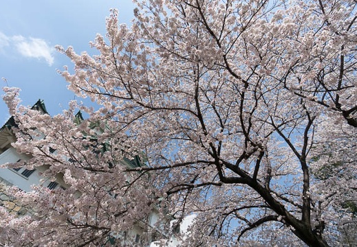 201404021037-DSC02504N.jpg