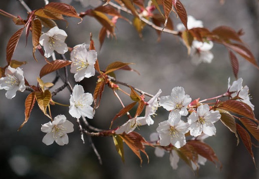 201404021059-DSC05811R.jpg