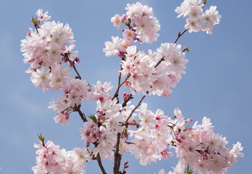 201404021154-DSC06003R.jpg