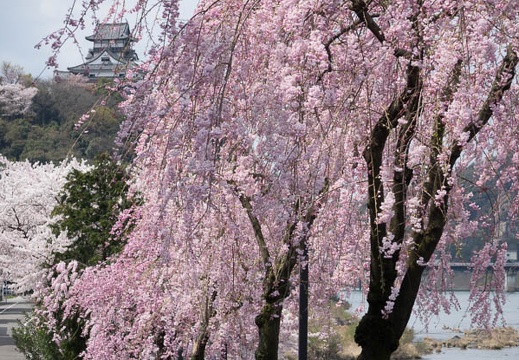 201404041047-DSC06665R.jpg