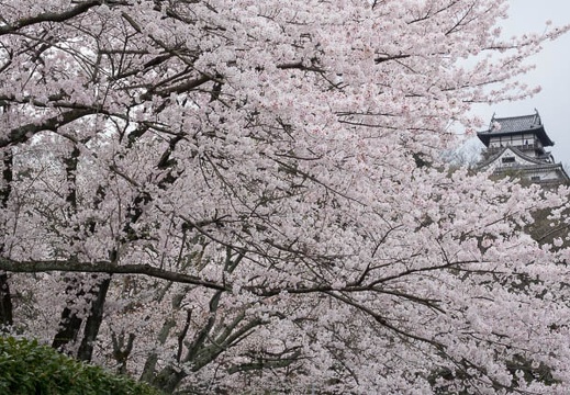 201404041149-DSC06887R.jpg