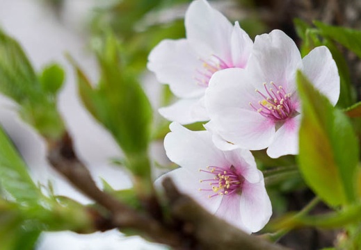 201404041159-DSC06914R.jpg