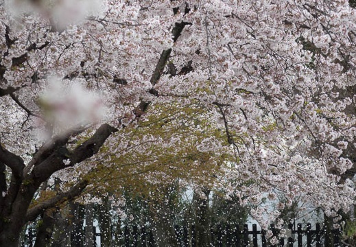 201404041214-DSC06950R.jpg
