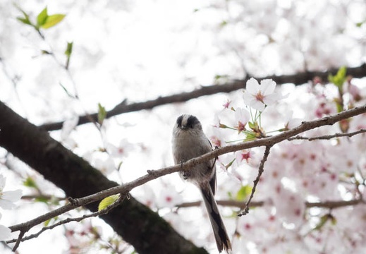 201404041248-DSC07050R.jpg