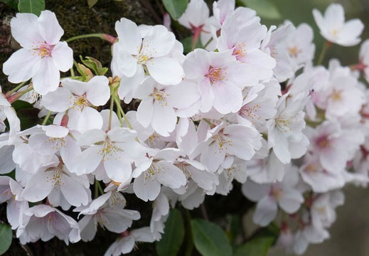 201404041334-DSC07148R.jpg