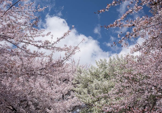 201404051053-DSC07834R.jpg