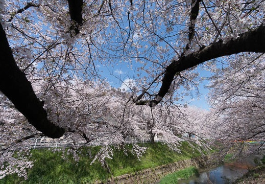 201404051135-DSC02713N.jpg
