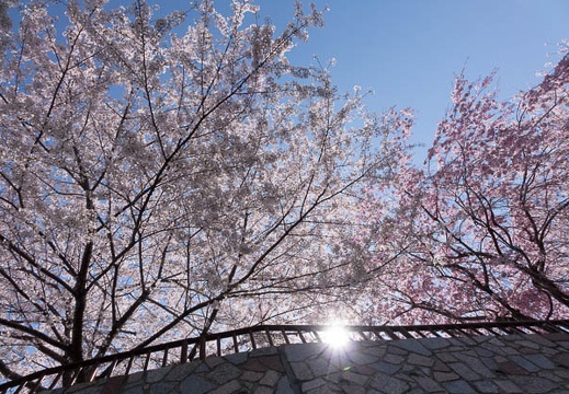 201404051204-DSC08064R.jpg