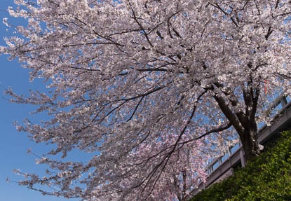 201404051211-DSC08097R.jpg