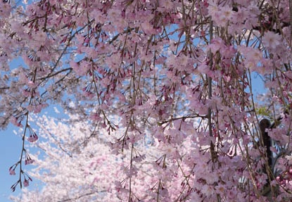 201404051214-DSC08110R.jpg