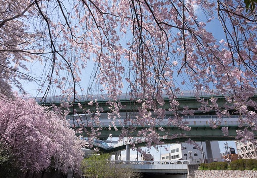 201404051216-DSC08117R.jpg