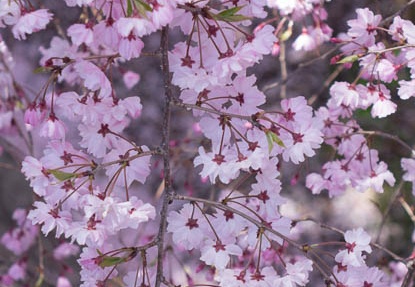 201404051229-DSC08168R.jpg