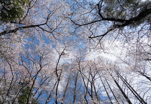 201404051354-DSC02756N.jpg