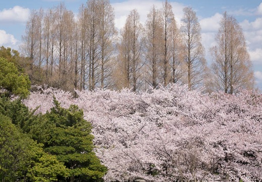 201404051400-DSC08268R.jpg