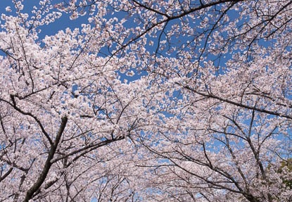 201404051408-DSC08290R.jpg
