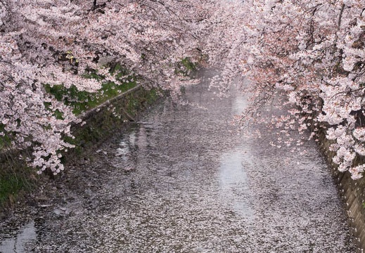 201404061118-DSC08699R.jpg