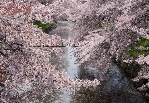 201404061205-DSC08873R.jpg