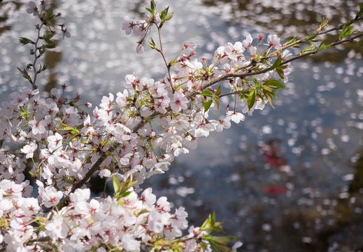 201404061217-DSC08919R.jpg