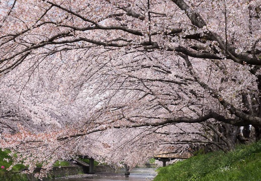 201404061241-DSC08997R.jpg