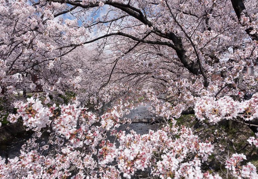 201404061311-DSC09084R.jpg