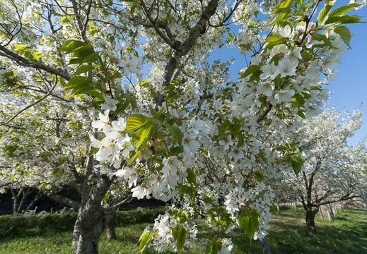 201404070826-DSC03033N.jpg