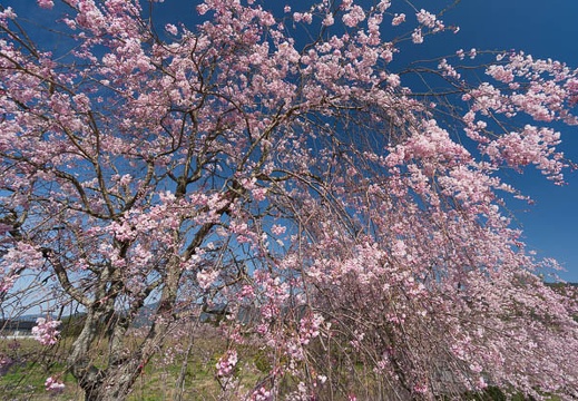 201404070844-DSC03053N.jpg